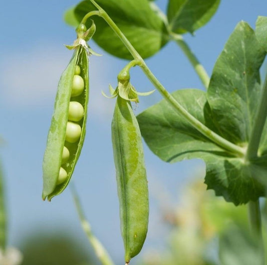 Green Peas