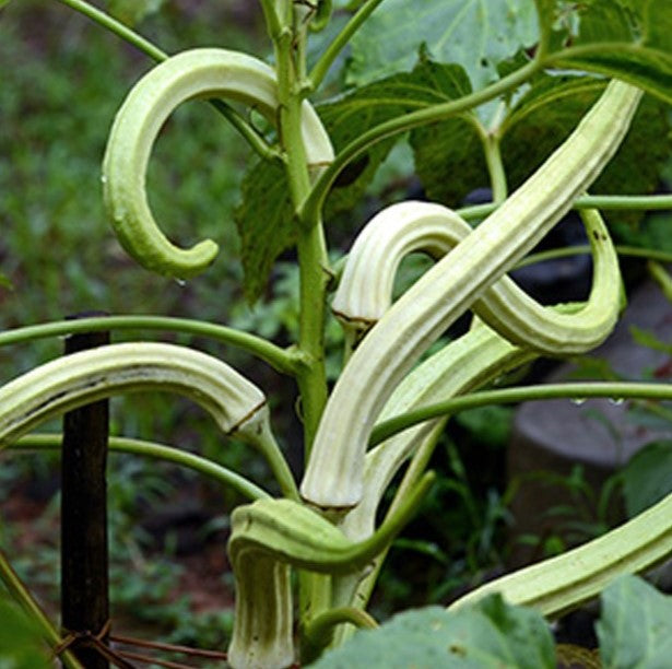 Elephant Tusk Bhindi