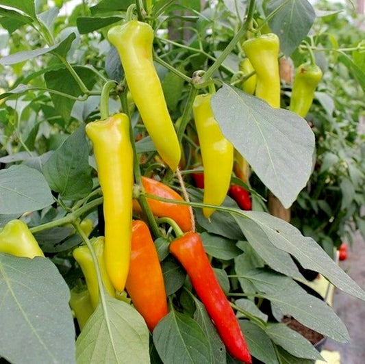 Yercaud Bajji Chilli