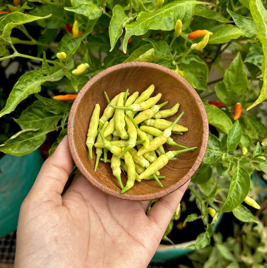 Kerala White Bird's Eye Chili