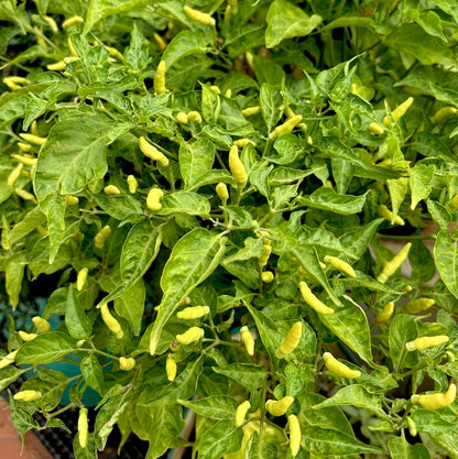 Kerala White Bird's Eye Chili