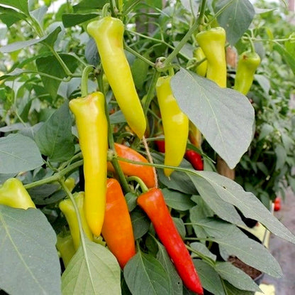 Yercaud Bajji Chilli