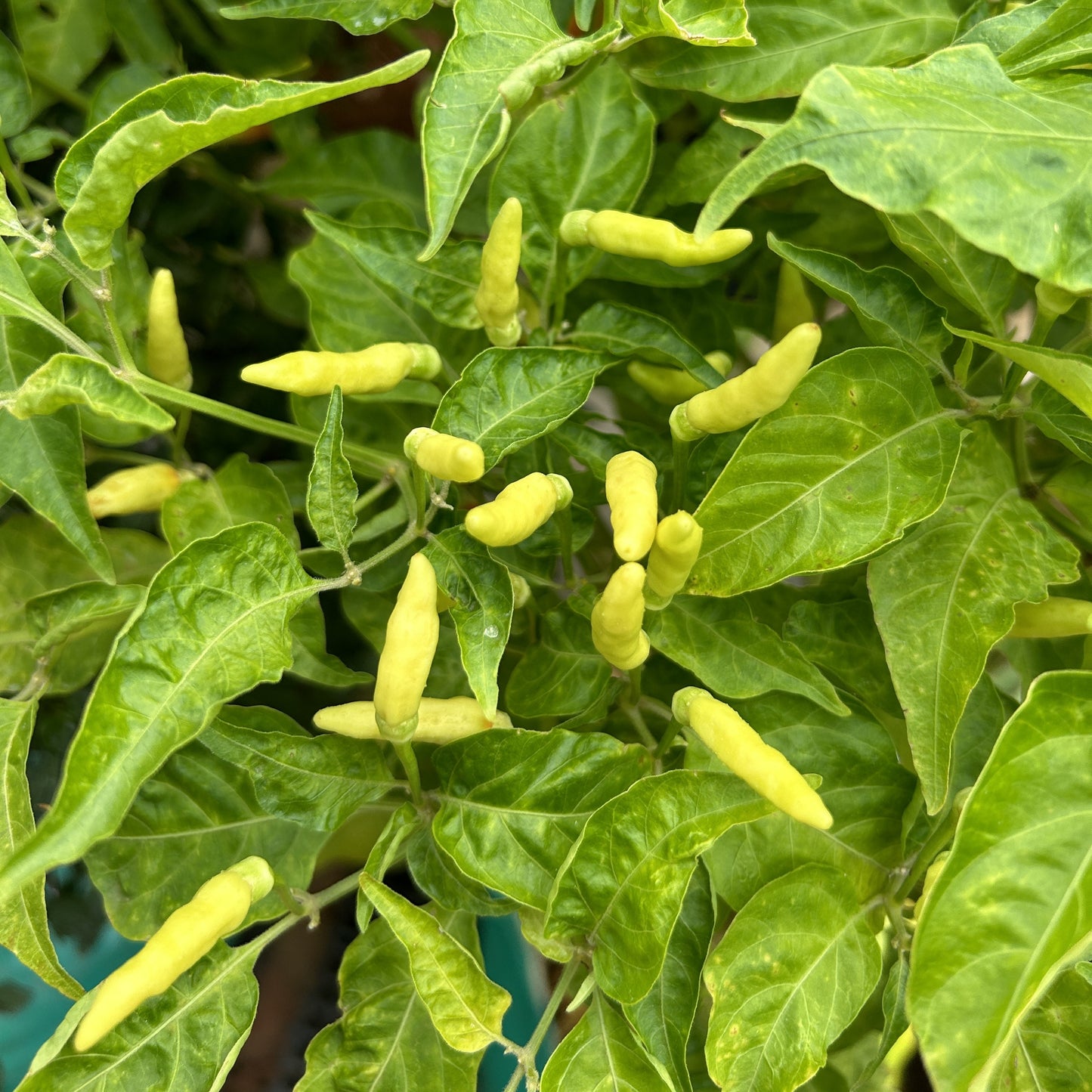 Kerala White Bird's Eye Chili