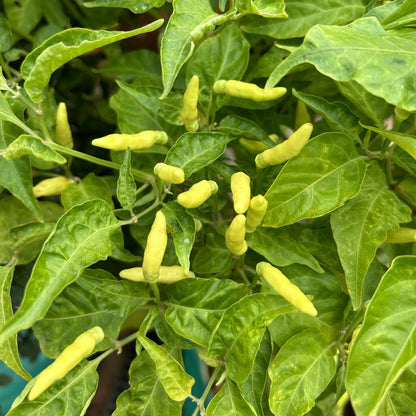 Kerala White Kanthari Chilli
