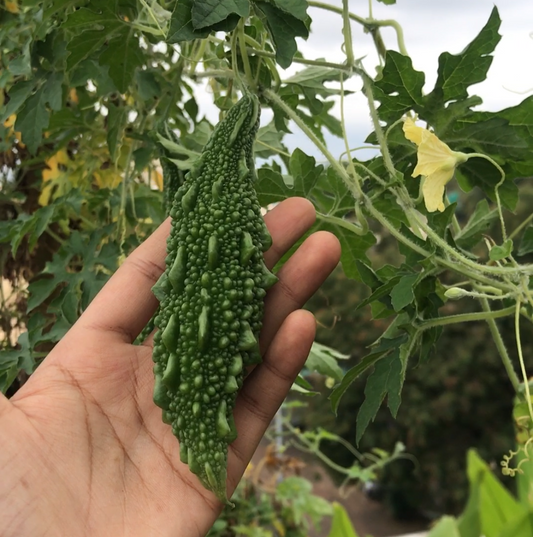 Bitter Gourd
